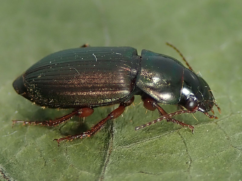 Carabidae da identificare: Harpalus affinis